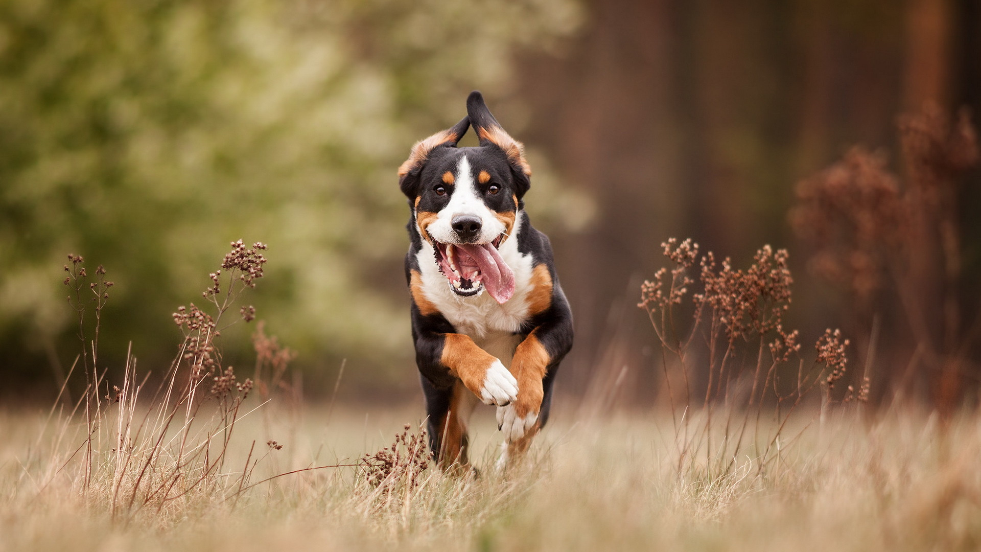 Greater Swiss Mountain Dog, Nikon, Finnish Hound, Dog - Cane Libero Che Corre , HD Wallpaper & Backgrounds