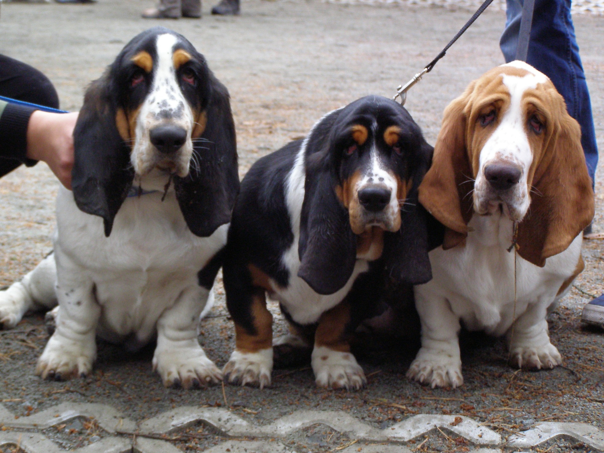 Different Basset Hound Colors , HD Wallpaper & Backgrounds