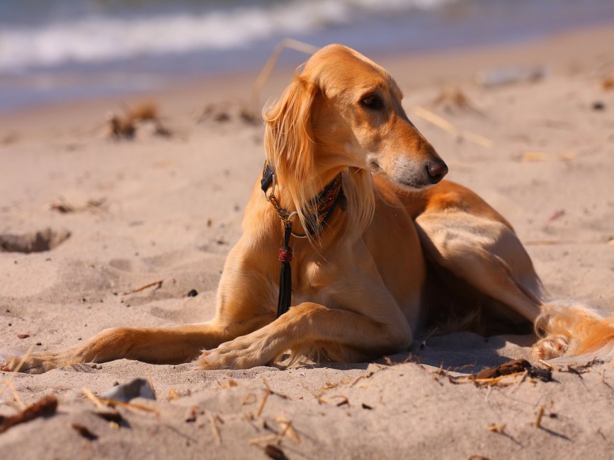 Dog Hound Sea Beach Sand - Saluki Dog , HD Wallpaper & Backgrounds