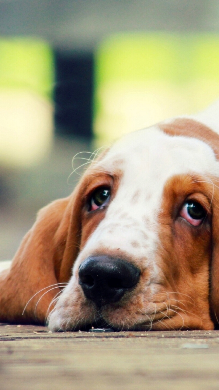 Miniature Pinscher, Hound, Dog Breed, Basset Artesien - Бассет Хаунд Утро , HD Wallpaper & Backgrounds