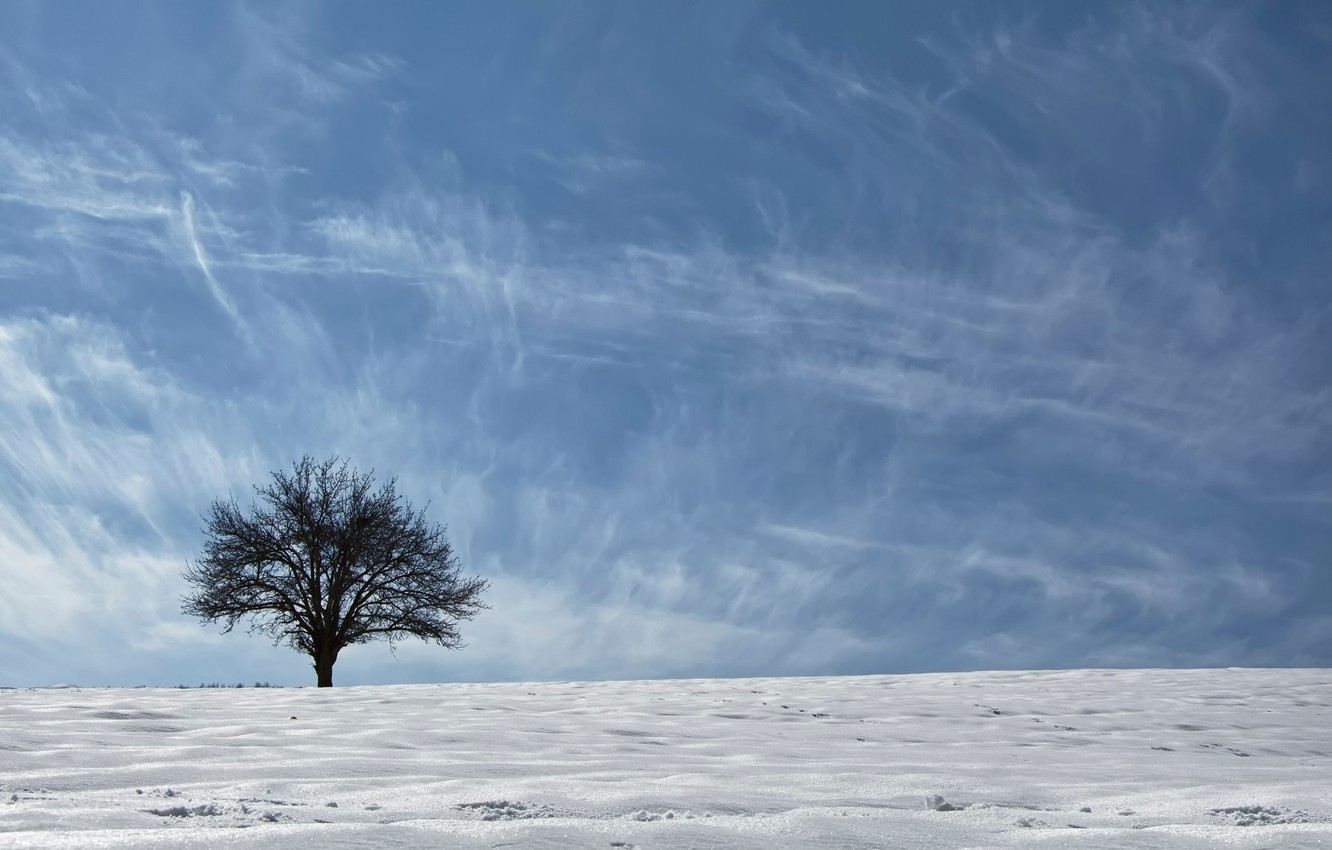 Photo Wallpaper The Sky, Snow, Tree, Asia, Ethno-geographical - Oak , HD Wallpaper & Backgrounds