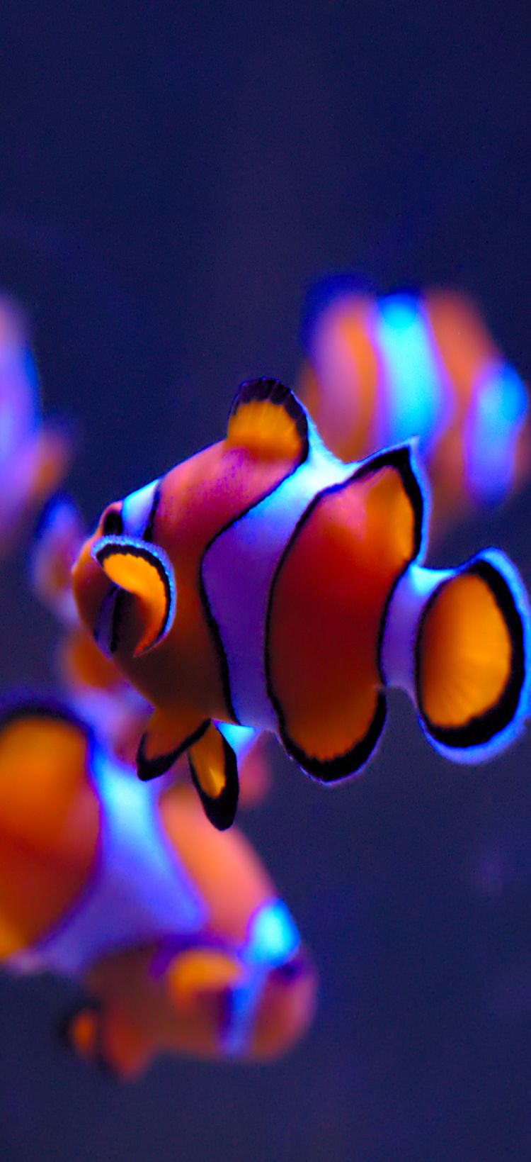 Ios 11, Clownfish, Orange, Blue, Water, Apple, Wallpaper, - Live Fish Wallpaper Iphone X , HD Wallpaper & Backgrounds