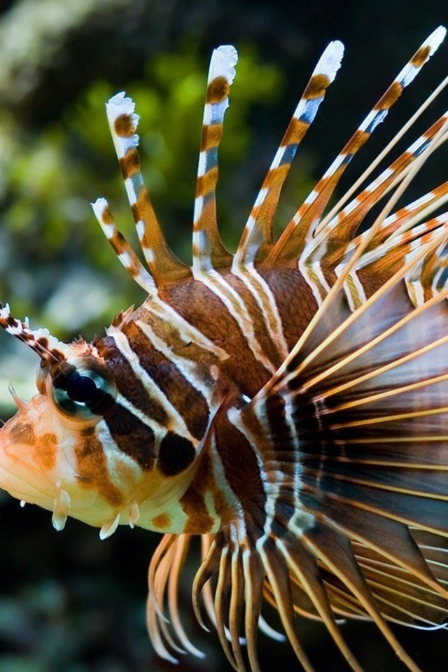 (iphone 4/4s) - Lion Fish Hd , HD Wallpaper & Backgrounds