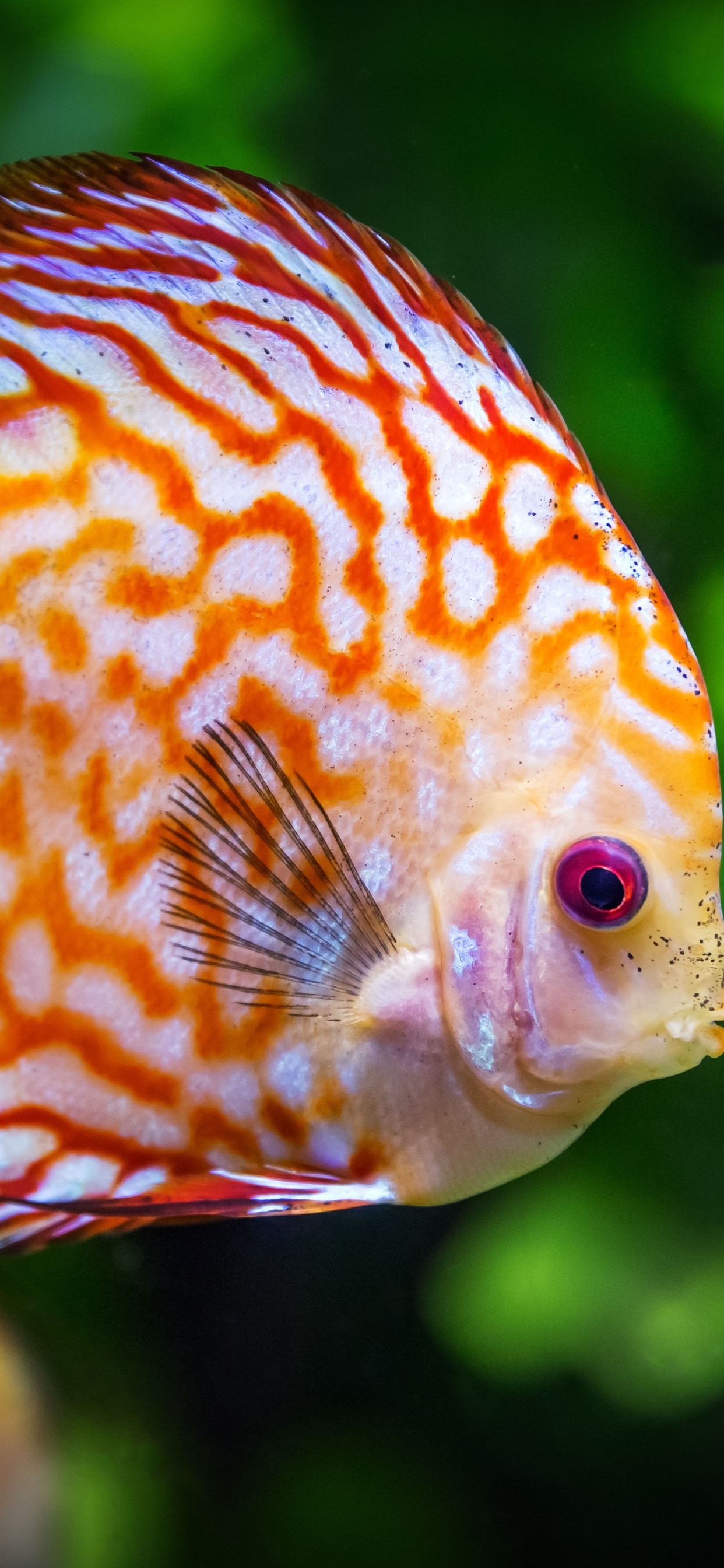 Fish Beautiful , HD Wallpaper & Backgrounds