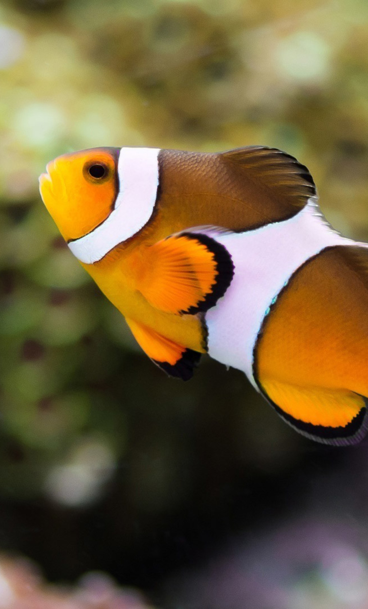 Clownfish - High Resolution Clown Fish , HD Wallpaper & Backgrounds