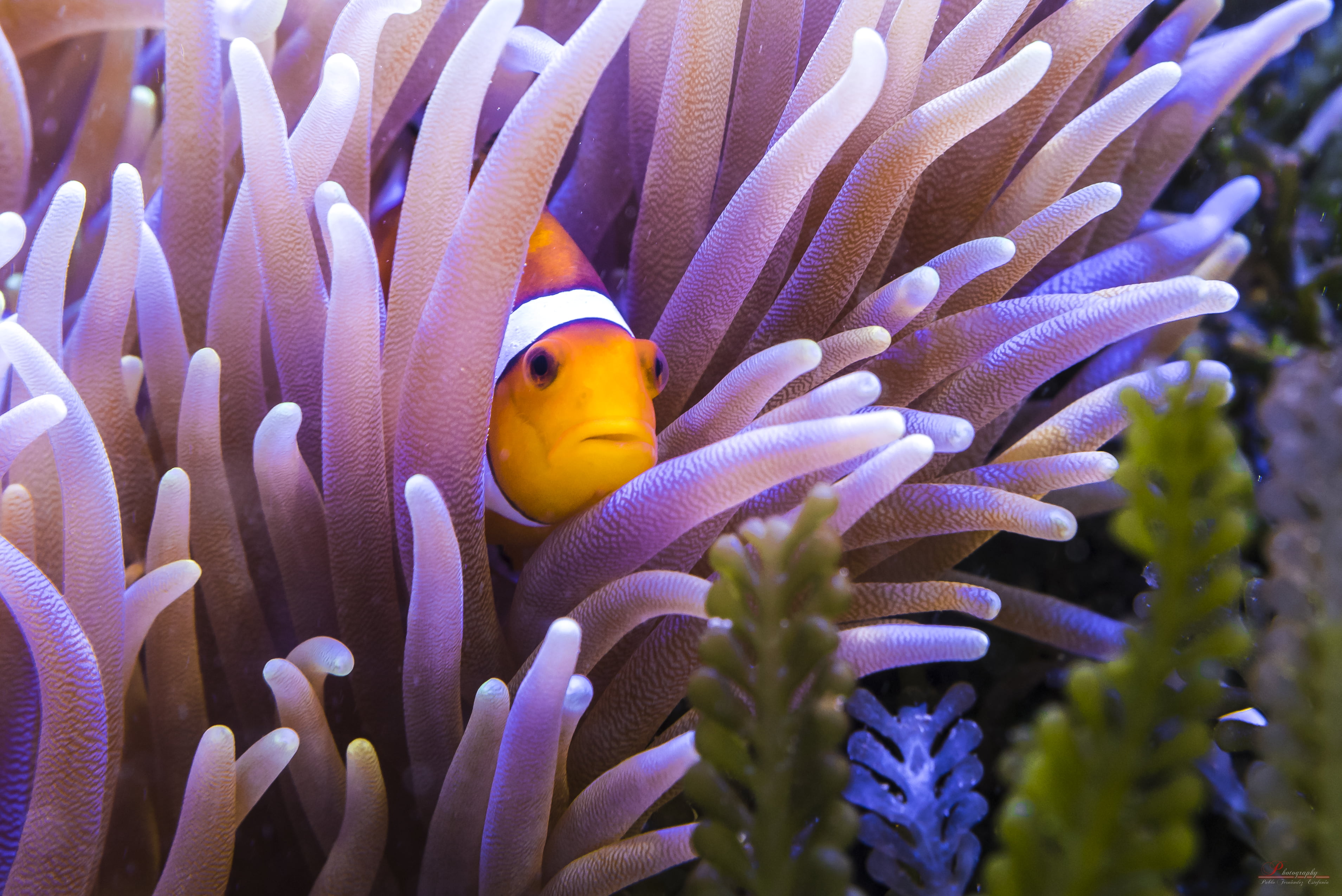Clown Fish Hd Wallpaper - Coral Reef Fish , HD Wallpaper & Backgrounds