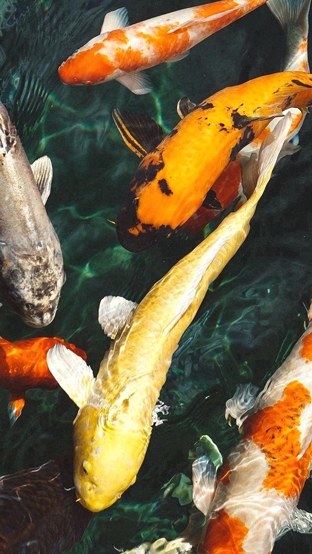 Fish Water Animal Swim Iphone 5s Wallpaper Iphone 5se - Koi Fish Wallpaper Iphone , HD Wallpaper & Backgrounds