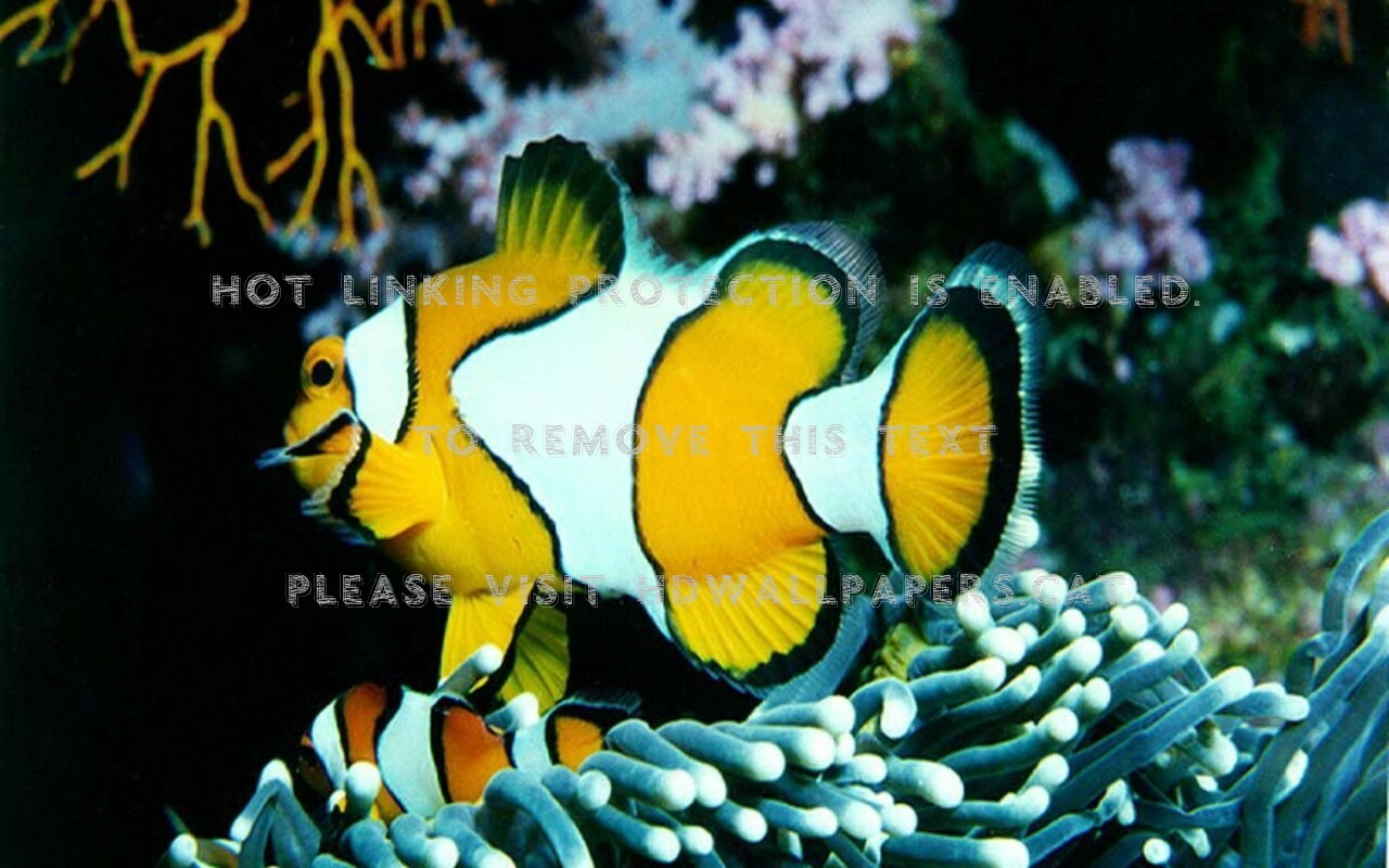 Clown Fish Wallpaper T - Fish In The Ocean , HD Wallpaper & Backgrounds