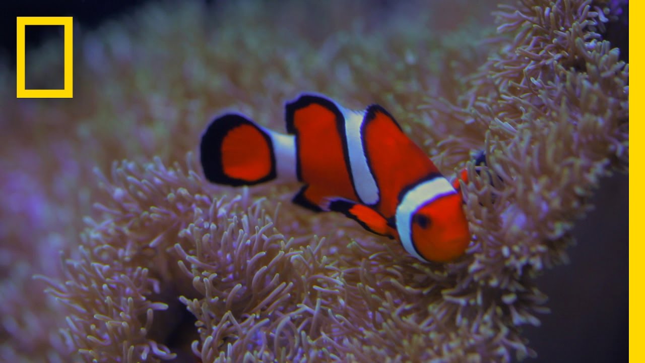 Iphone Clown Fish Wallpapers Group - Coral Reef Fish , HD Wallpaper & Backgrounds