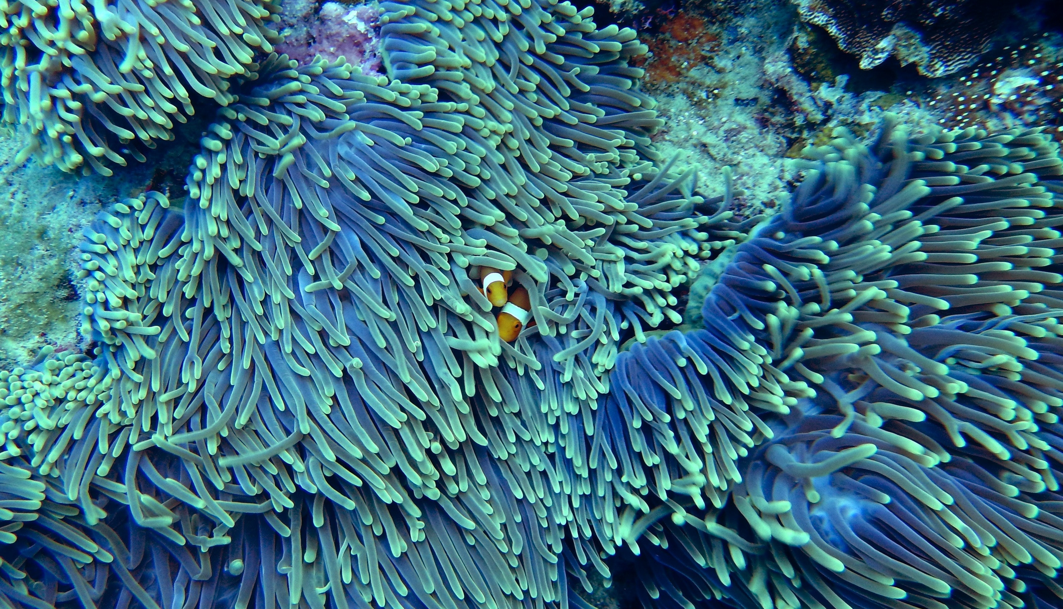 Similar Photos - Coral Reef , HD Wallpaper & Backgrounds