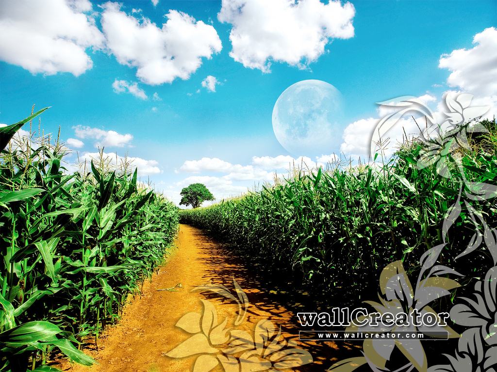 Maize Plantation In Kenya , HD Wallpaper & Backgrounds