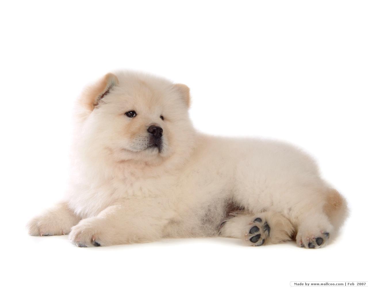 Chow Chow Wallpaper - Chow Chow Puppy White Background , HD Wallpaper & Backgrounds