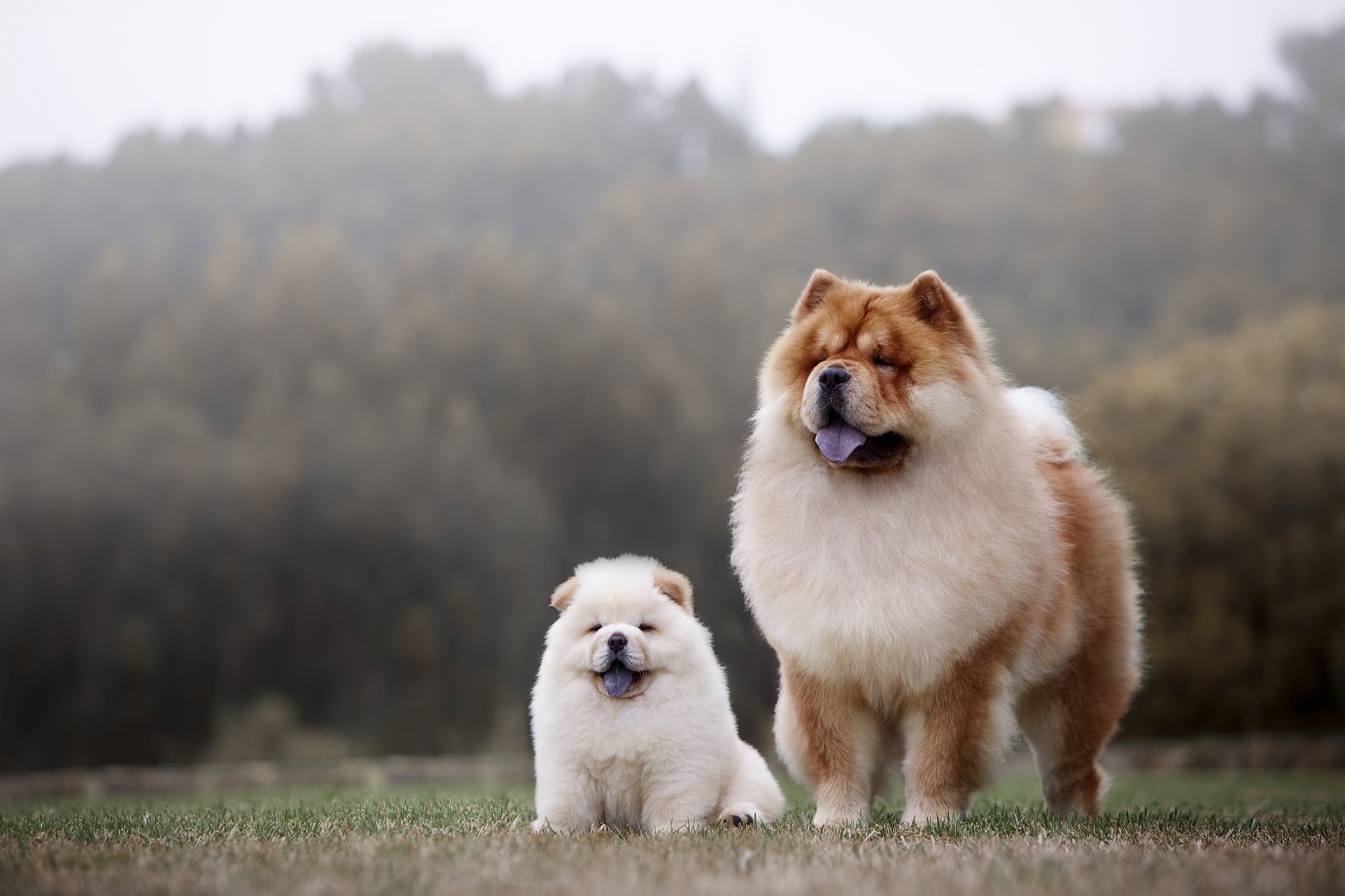 Chow Chow Hd Wallpaper - Chow Chow Dog Baby , HD Wallpaper & Backgrounds