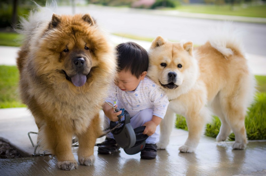 Chow Chow Wallpapers Hd - Chow Chow And Baby , HD Wallpaper & Backgrounds