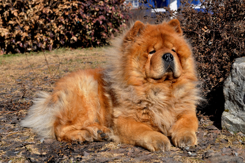 Resting Chow Chow Photo - Chow Chow , HD Wallpaper & Backgrounds