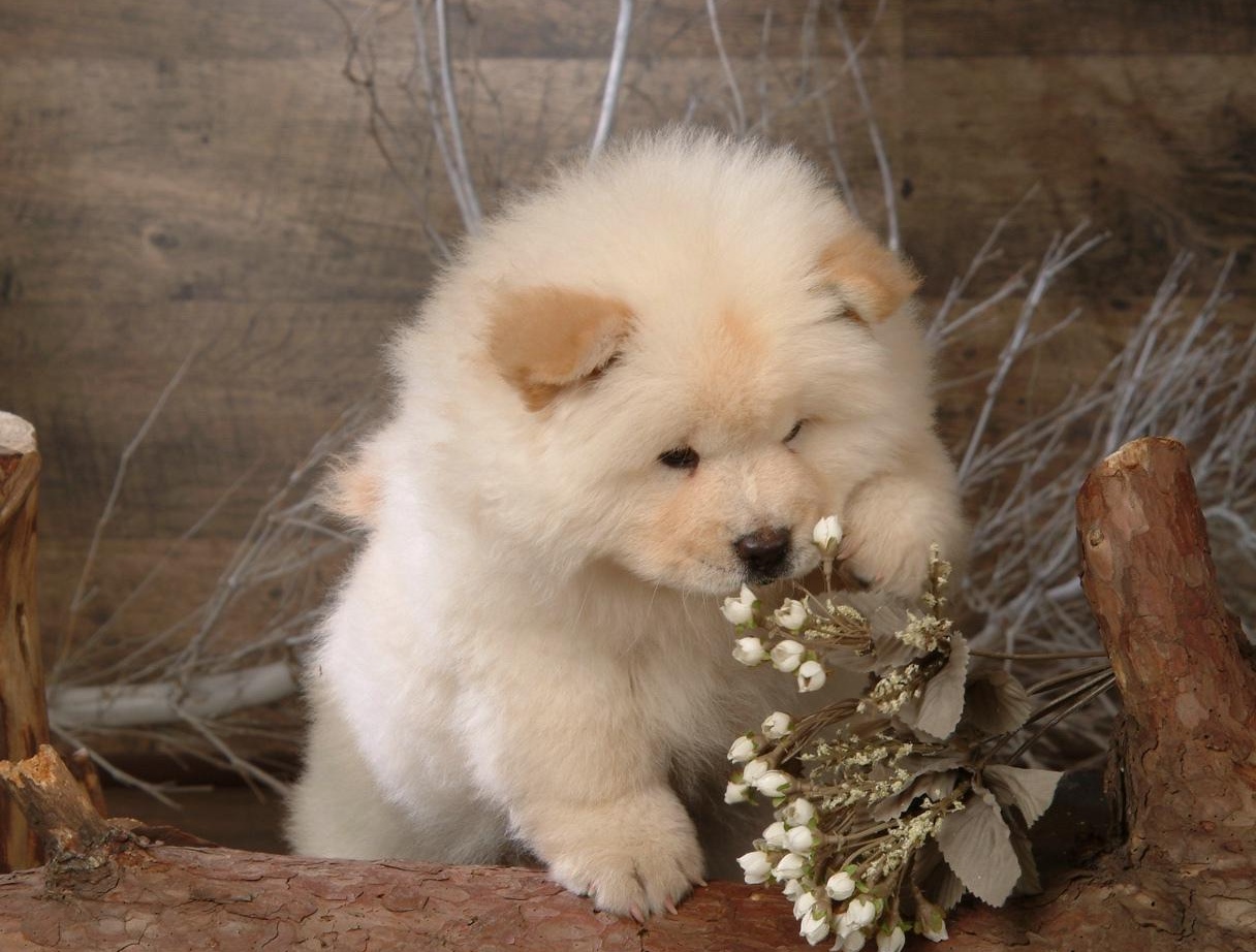 Click Here To See More Information About Chow Chows - Chow Chow Puppies , HD Wallpaper & Backgrounds