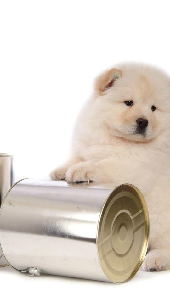 Mobile, Android, Tablet - Chow Chow Dog , HD Wallpaper & Backgrounds