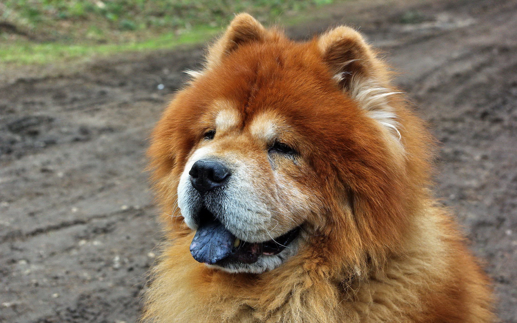 Chow Chow Wallpaper And Background Image - Chow Chow Image Hd , HD Wallpaper & Backgrounds