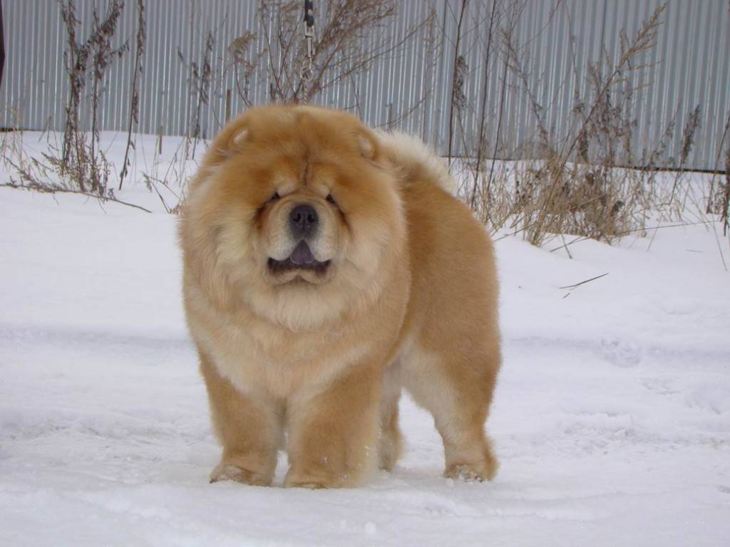 Chow Chow Puppy Wallpapers - Great Pyrenees Chow Chow , HD Wallpaper & Backgrounds