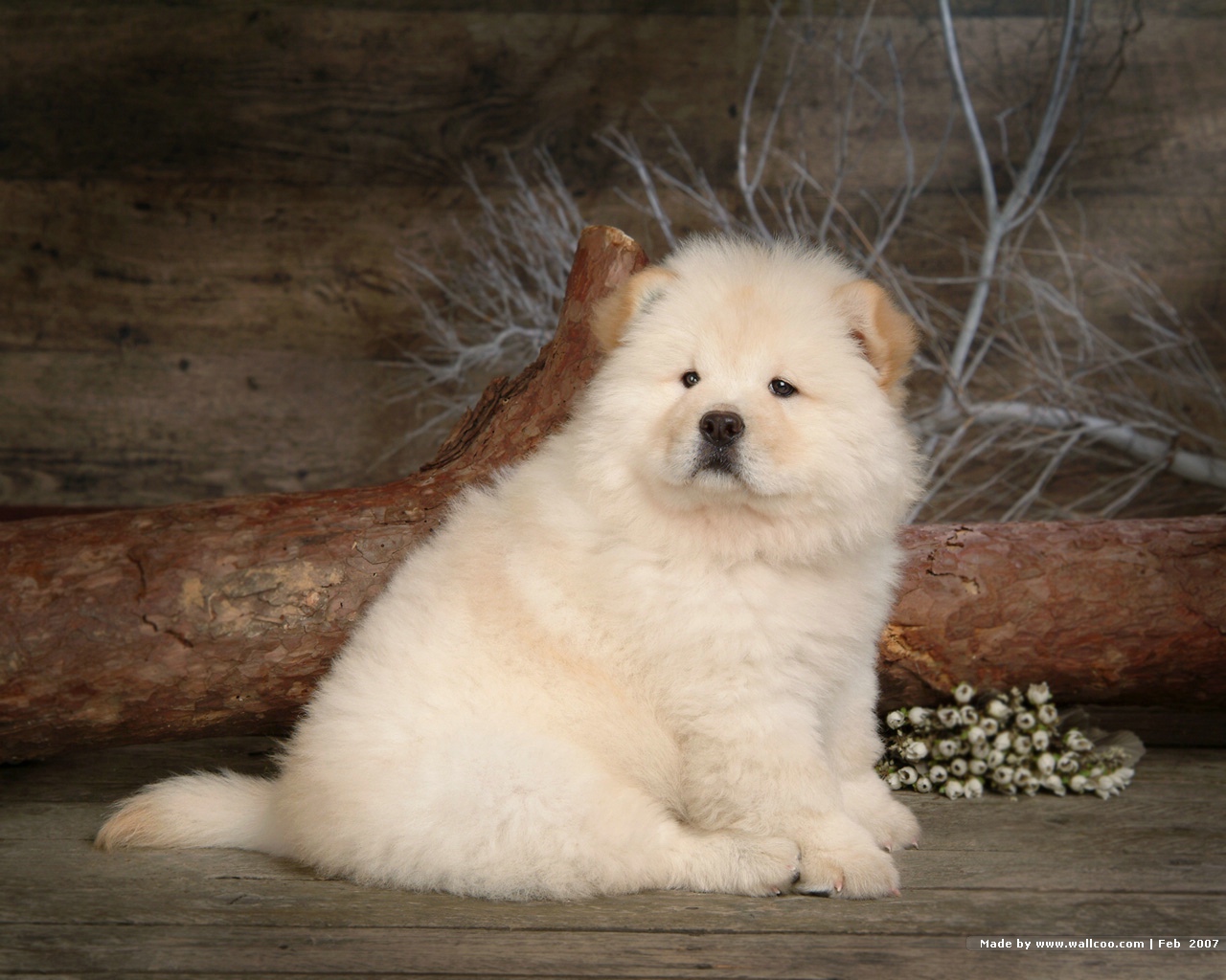 Hd Wallpapers Sitting Chow Wallpaper - Happy Birthday With Chow Chow , HD Wallpaper & Backgrounds