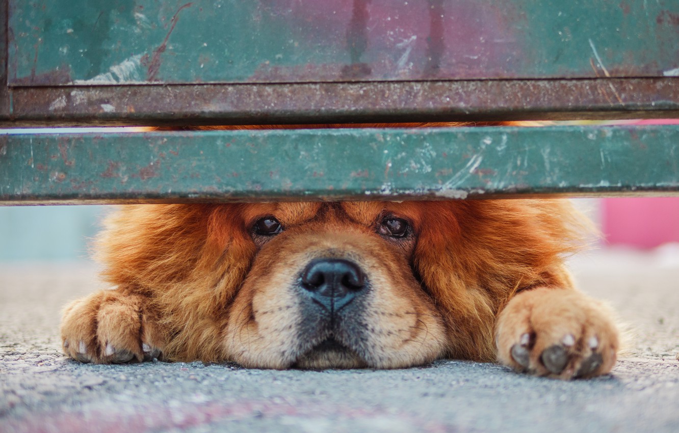 Photo Wallpaper Look, The Fence, Dog, Chow - Chow Chow , HD Wallpaper & Backgrounds