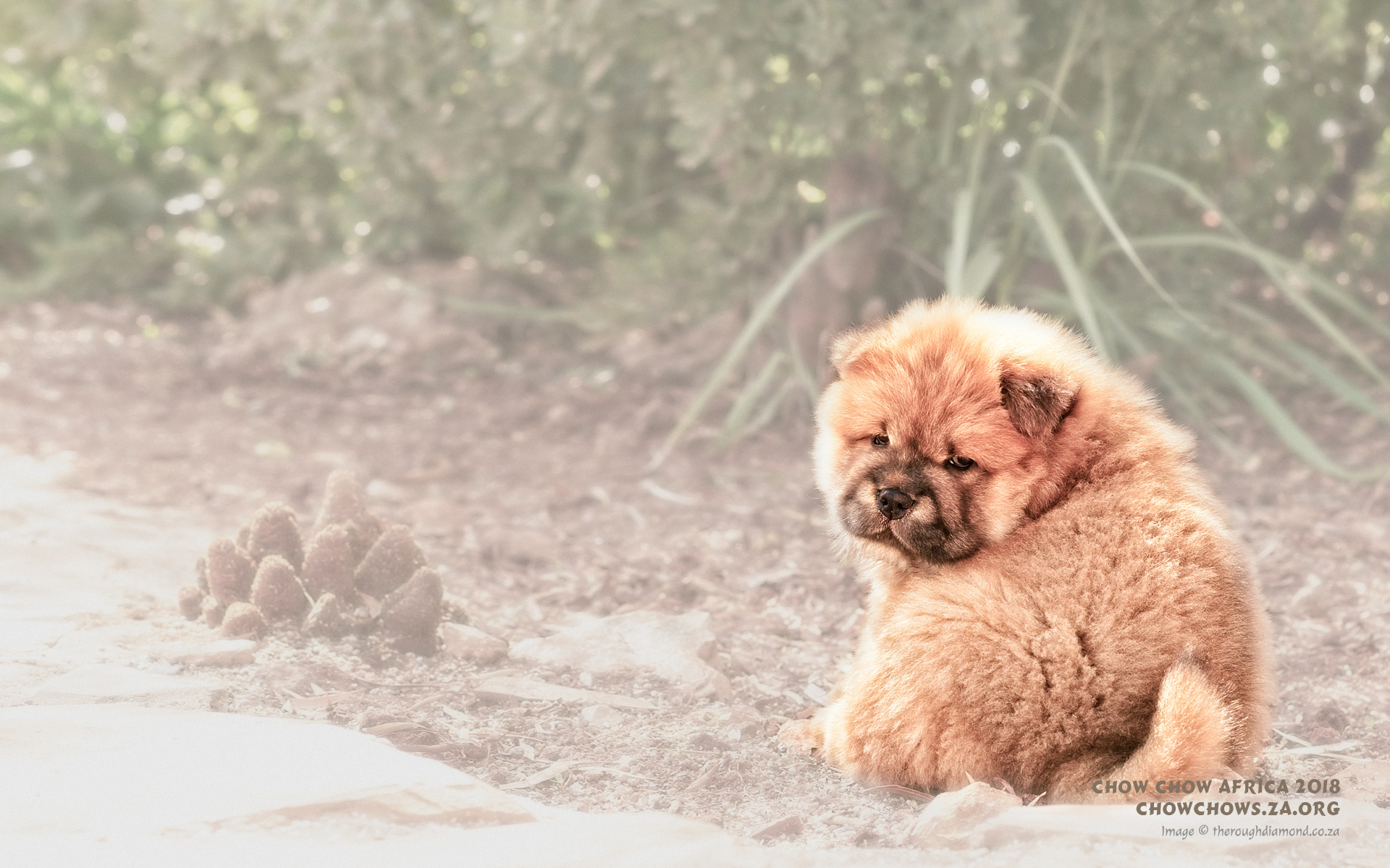 Ratio - Chow Chow , HD Wallpaper & Backgrounds