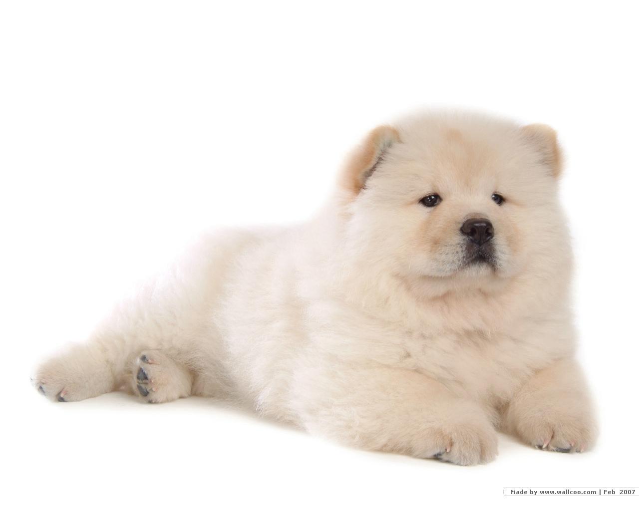Chowchow Free Hd Wallpaper - Chow Chow Puppy White Background , HD Wallpaper & Backgrounds