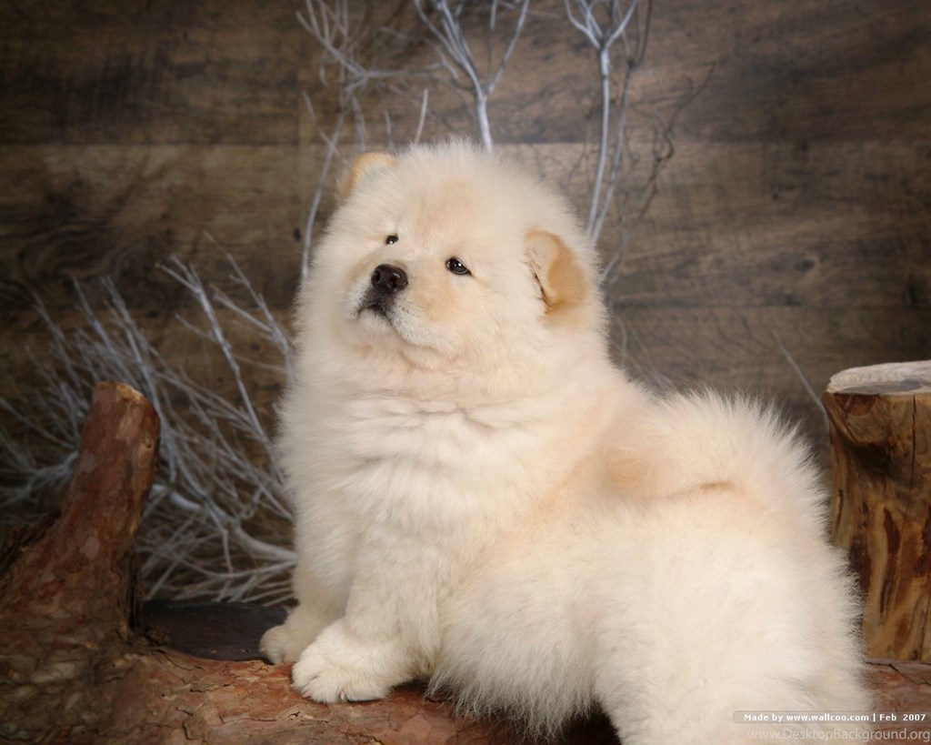 Fluffy Chow Chow Puppies Wallpapers Chow Chow Puppy - White Fluffy Chow Chow Puppies , HD Wallpaper & Backgrounds