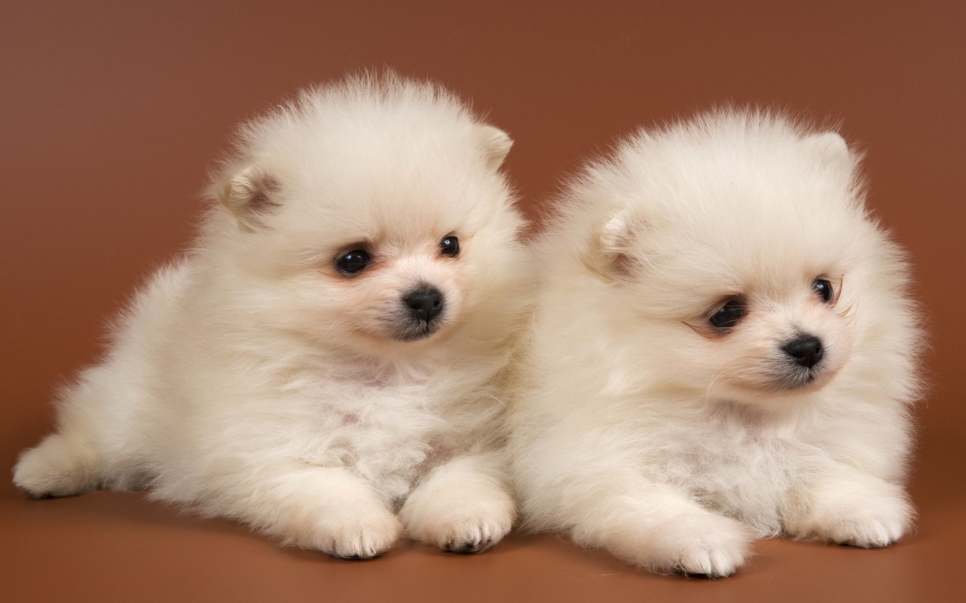 Cute White Baby Dogs , HD Wallpaper & Backgrounds