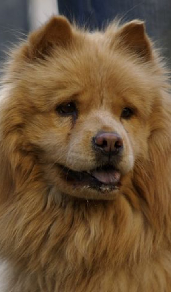 Product Details - Chow Chow , HD Wallpaper & Backgrounds