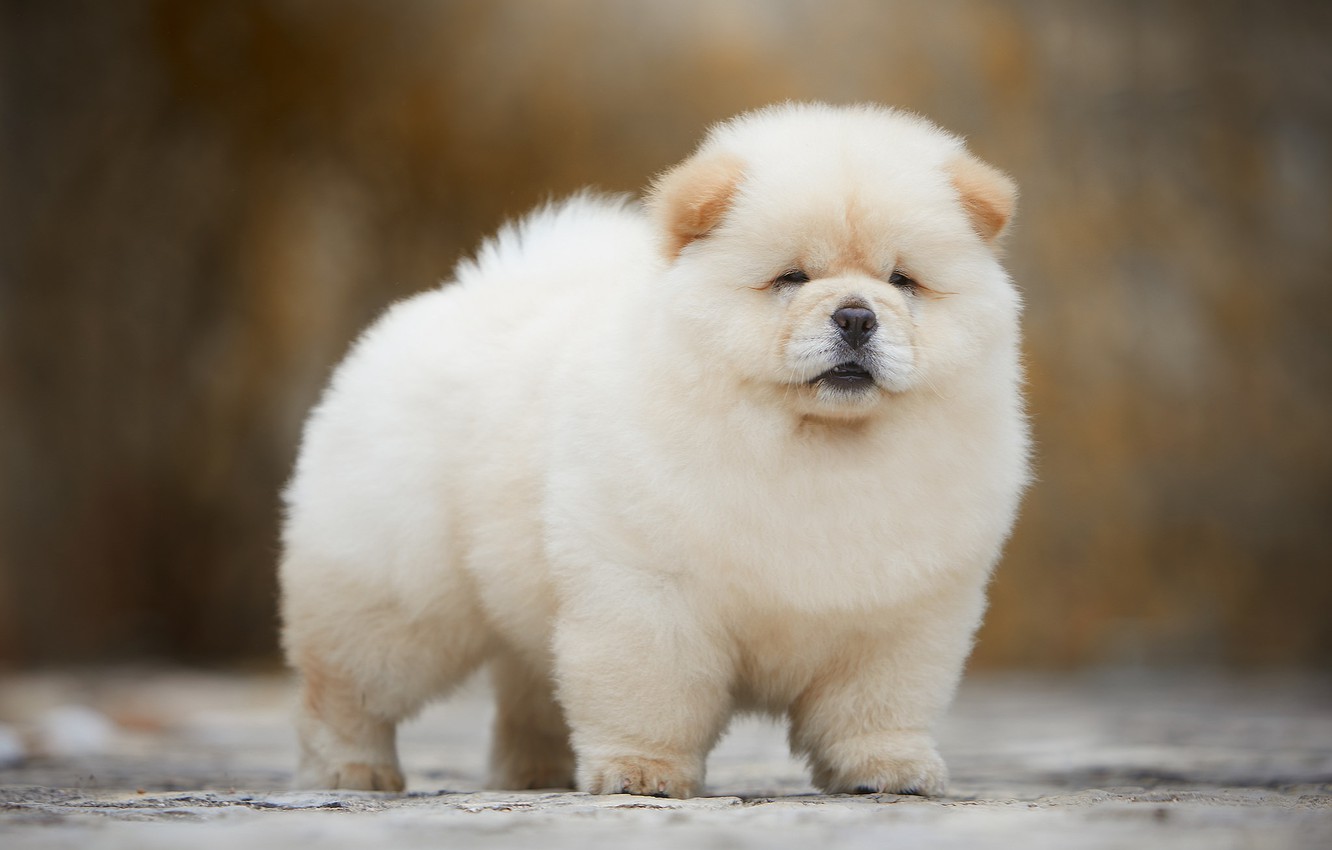 Photo Wallpaper White, Background, Dog, Light, Fluffy, - Cute White Chow Chow Puppy , HD Wallpaper & Backgrounds