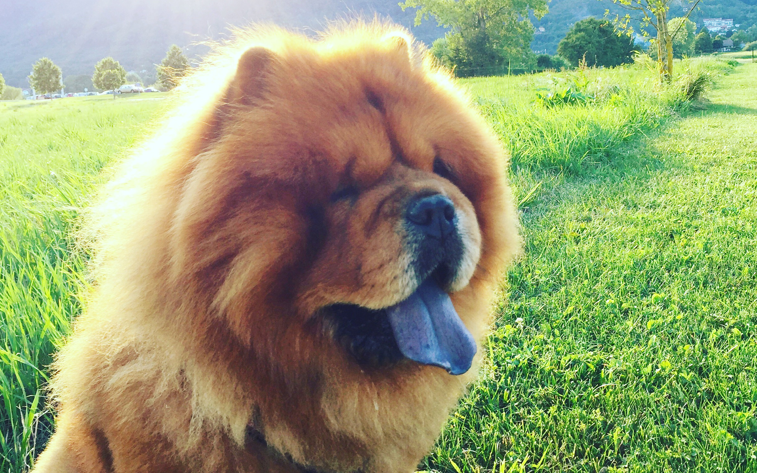 Chow Chow, Muzzle, Cute Dogs, Lawn, Furry Dog, Blue - Caes De Lingua Azul , HD Wallpaper & Backgrounds