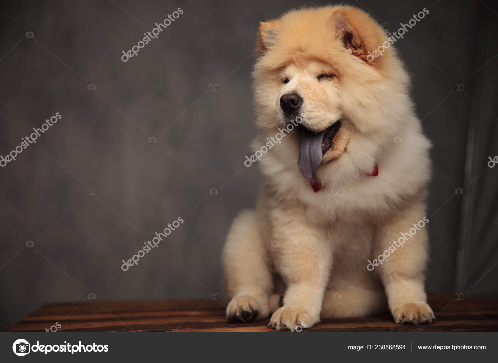 Elegant Chow Chow Sitting On Wooden Table Panting And - Chow Chow , HD Wallpaper & Backgrounds