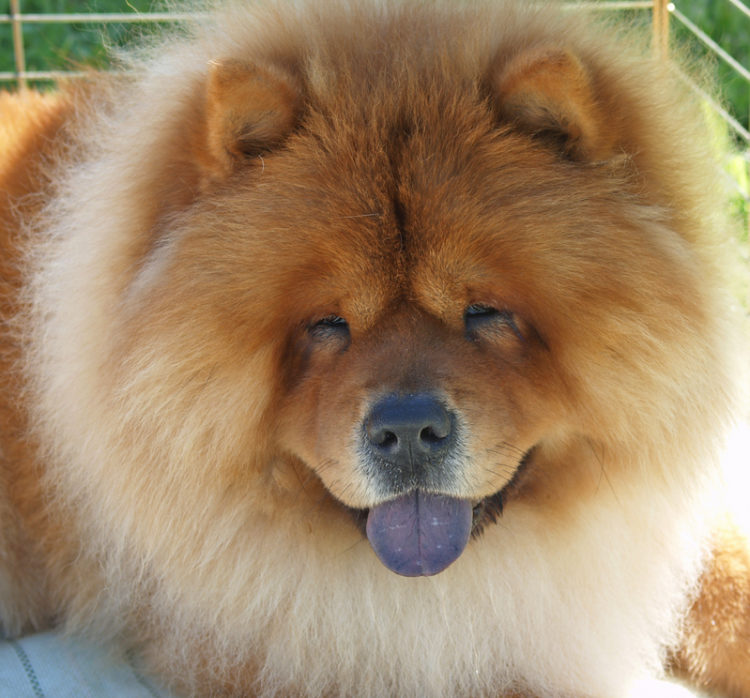 Chow Chow Dog Breed Information, Facts, Wallpaper, - Cachorro Da Lingua Azul , HD Wallpaper & Backgrounds