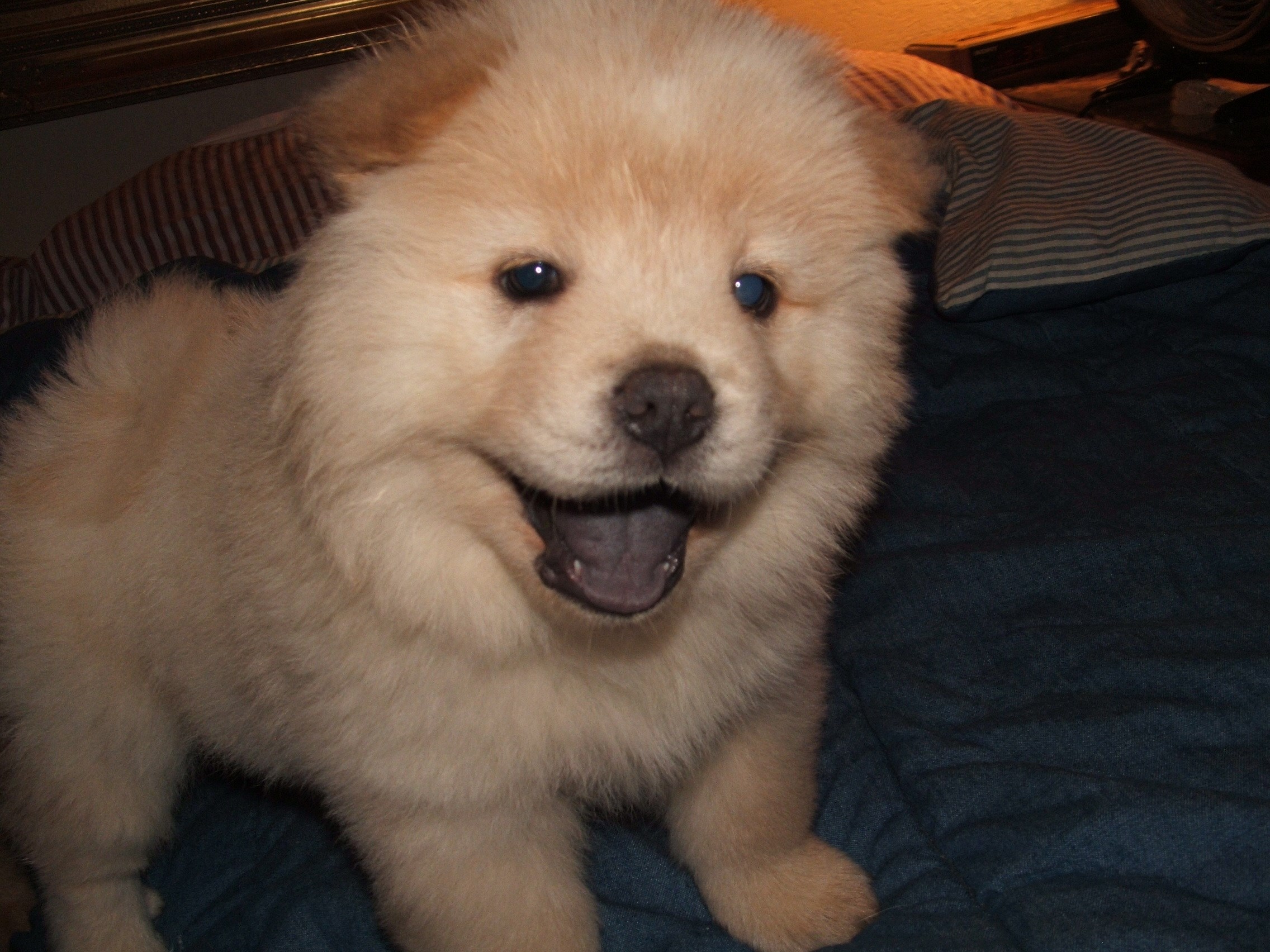 Chow Chow Backround - Chow Chow Corgi Mix Puppy , HD Wallpaper & Backgrounds