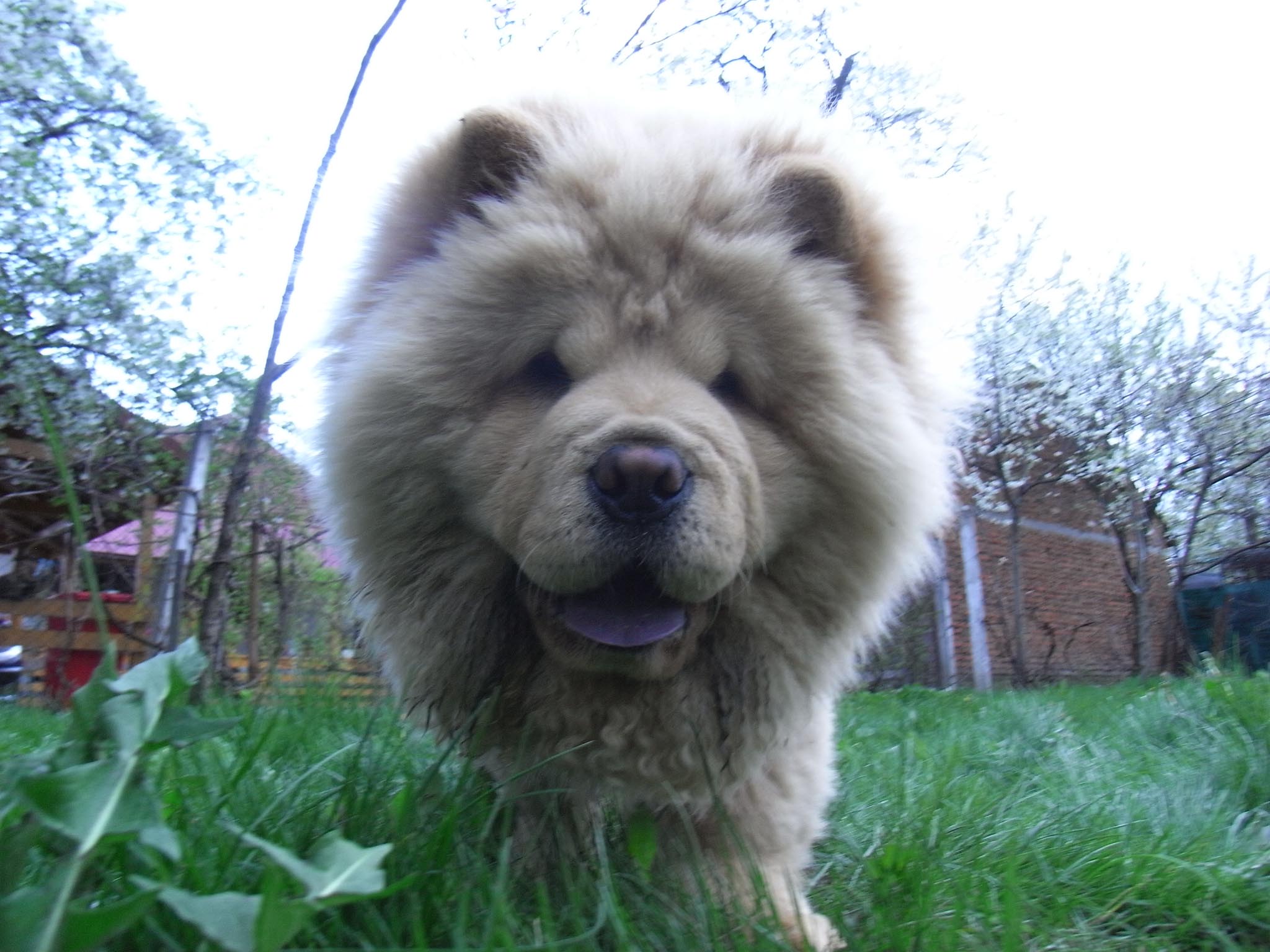 Chow Chow Dog Chow Chow Dog Images Chow Chow Dog Top , HD Wallpaper & Backgrounds