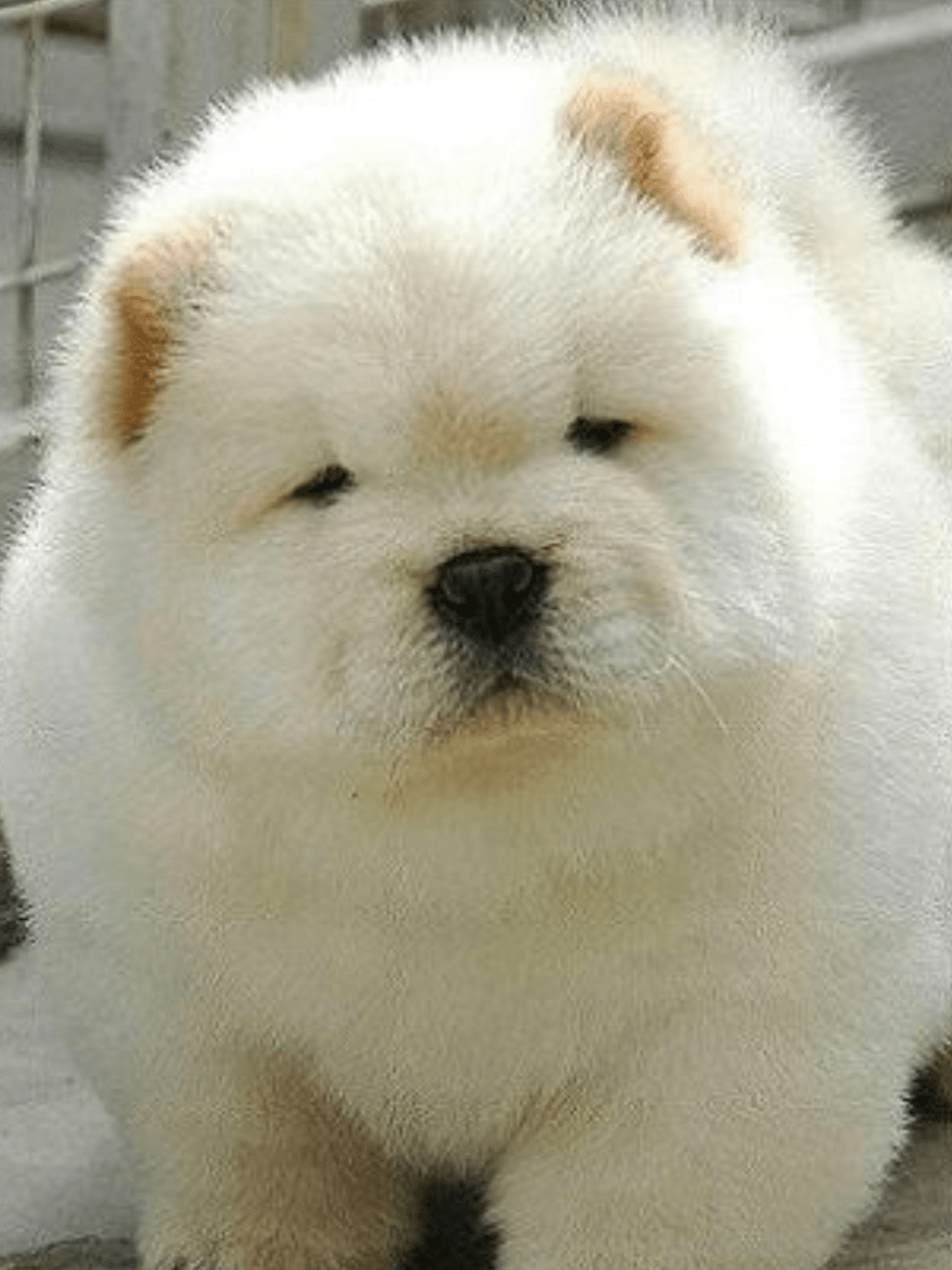 Fluffy Chow Chow Puppies Wallpaper - Perros Chow Chow Mini , HD Wallpaper & Backgrounds