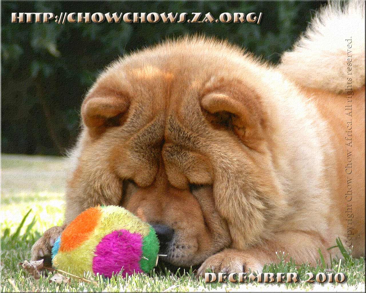 Puppies Chow Desktop Wallpaper - Chow Chow , HD Wallpaper & Backgrounds