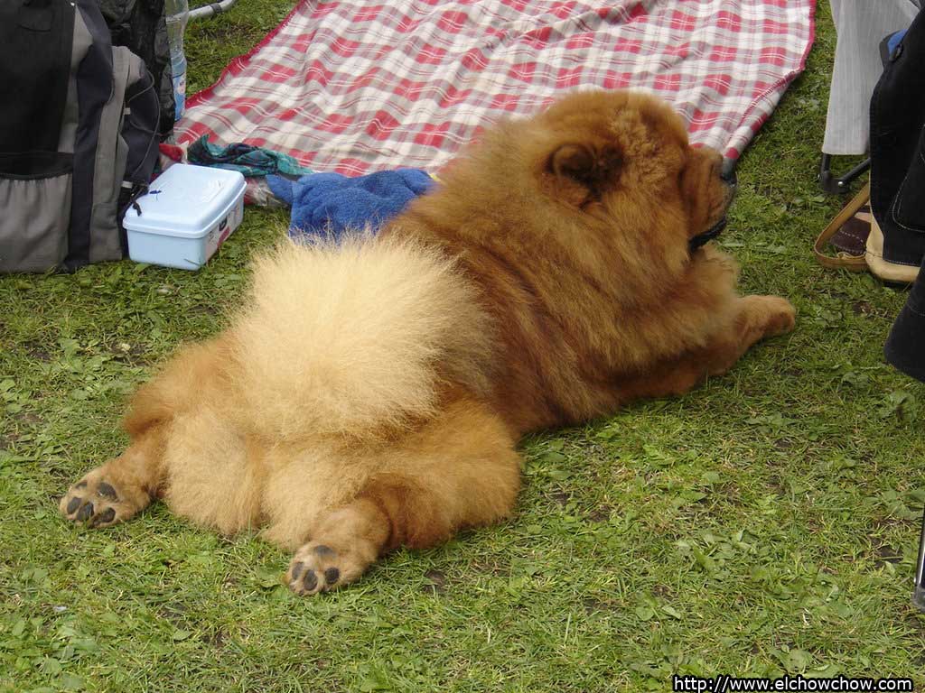 Chowchow Background Wallpaper - Chow Chow Sleeping , HD Wallpaper & Backgrounds