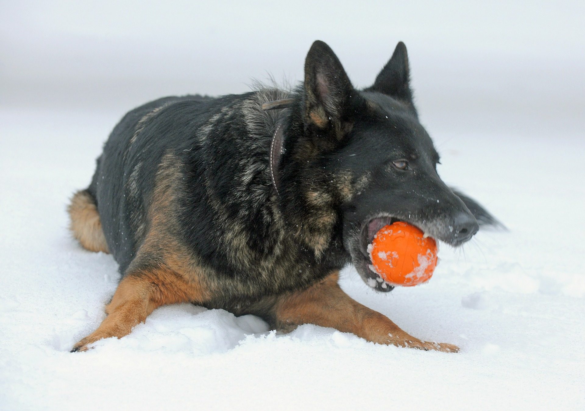 Dog Holding Ball In Mouth During Winter Wallpaper - Dog , HD Wallpaper & Backgrounds