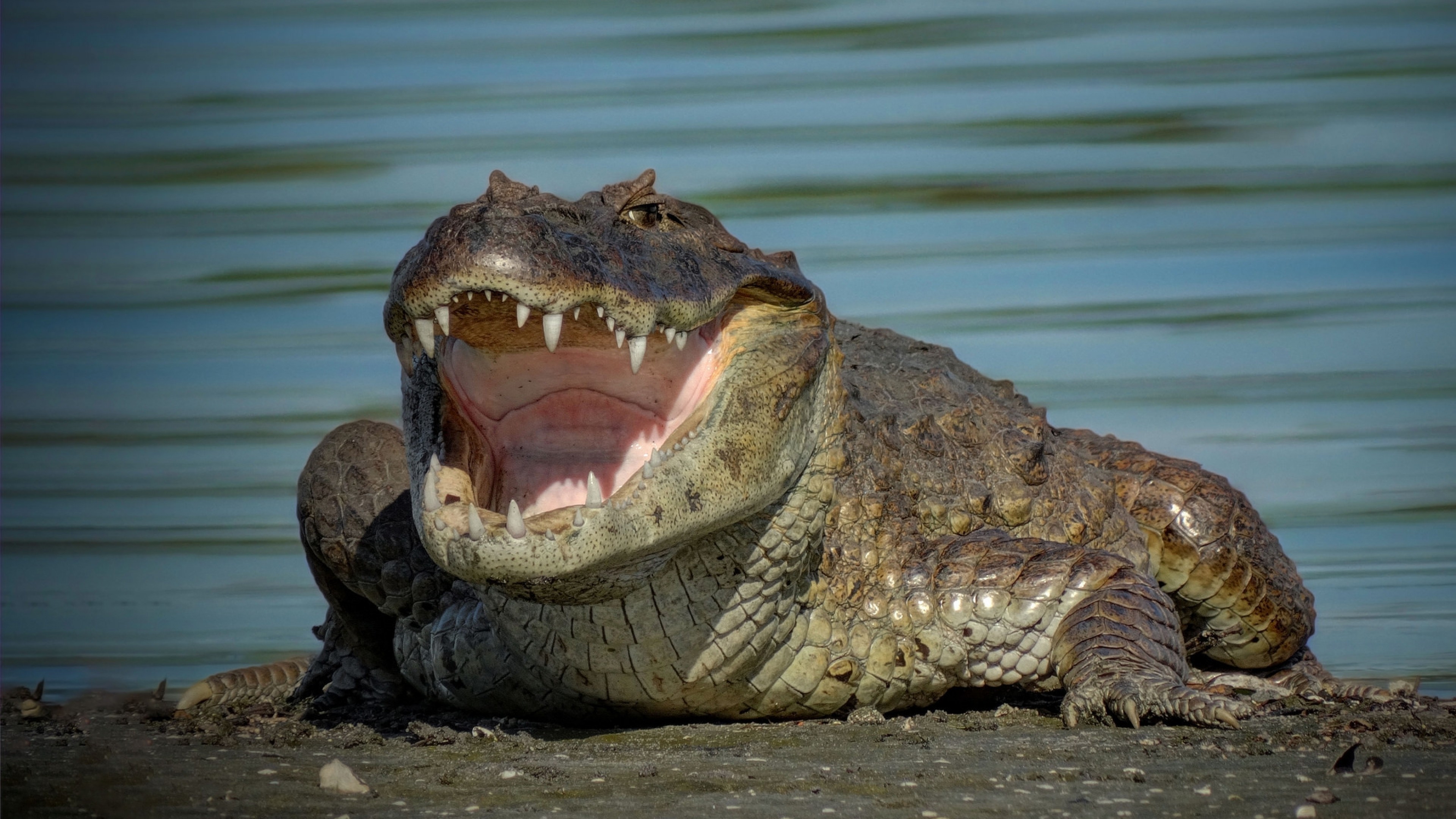 Crocodile, Sharp Teeth, Water, Wide Open Mouth - Crocodile With Open Mouth , HD Wallpaper & Backgrounds