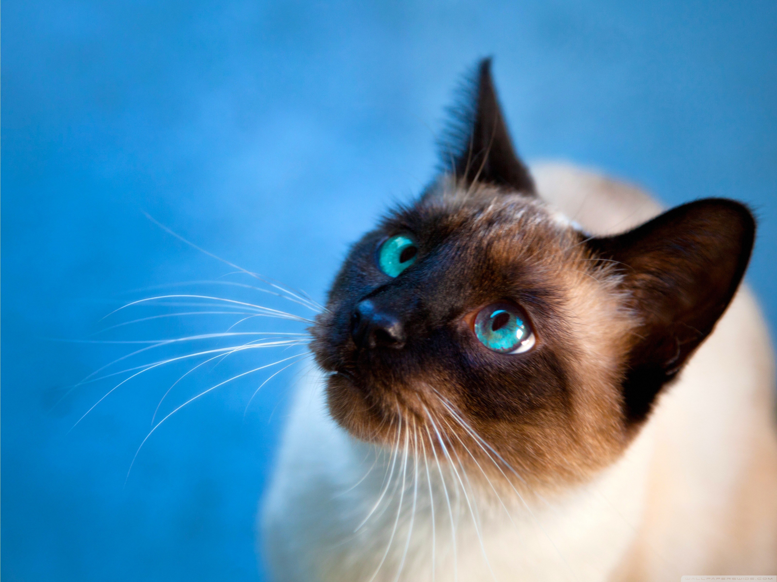 Siamese Cat - Siamese Cat Blue Background , HD Wallpaper & Backgrounds