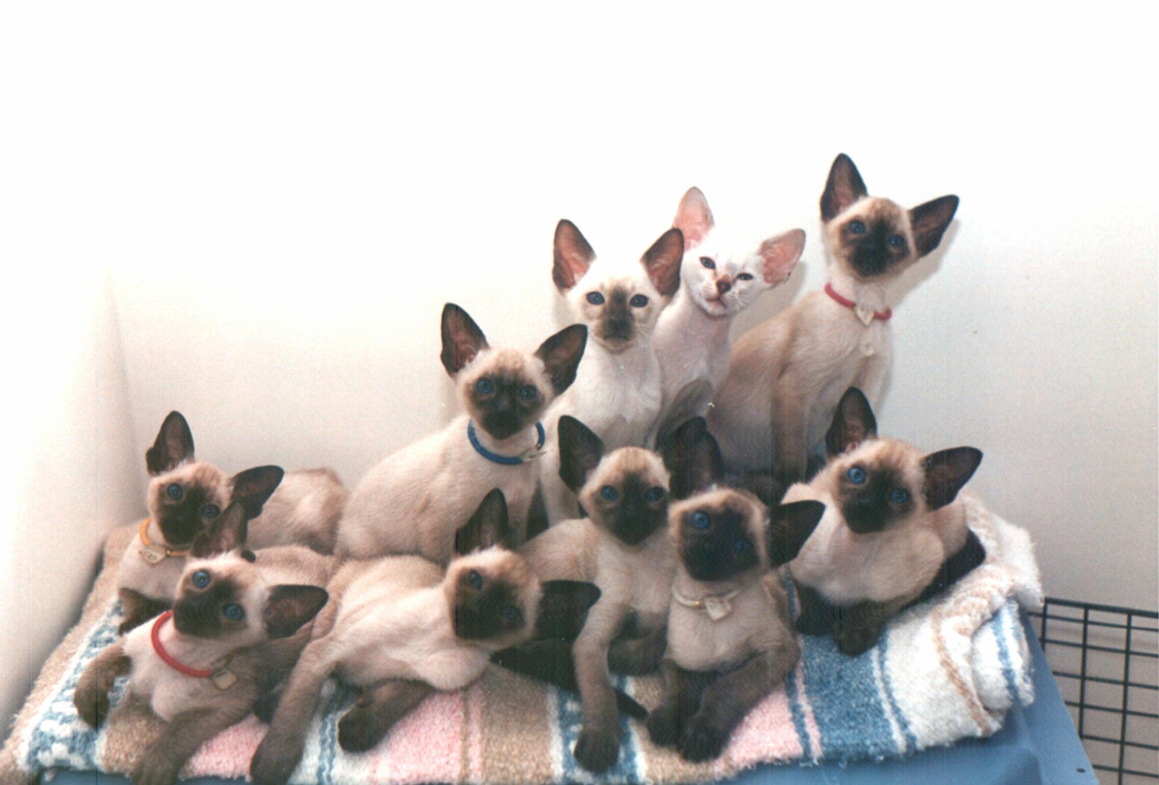 Cat Pet Siamese Cat - Bunch Of Siamese Cats , HD Wallpaper & Backgrounds