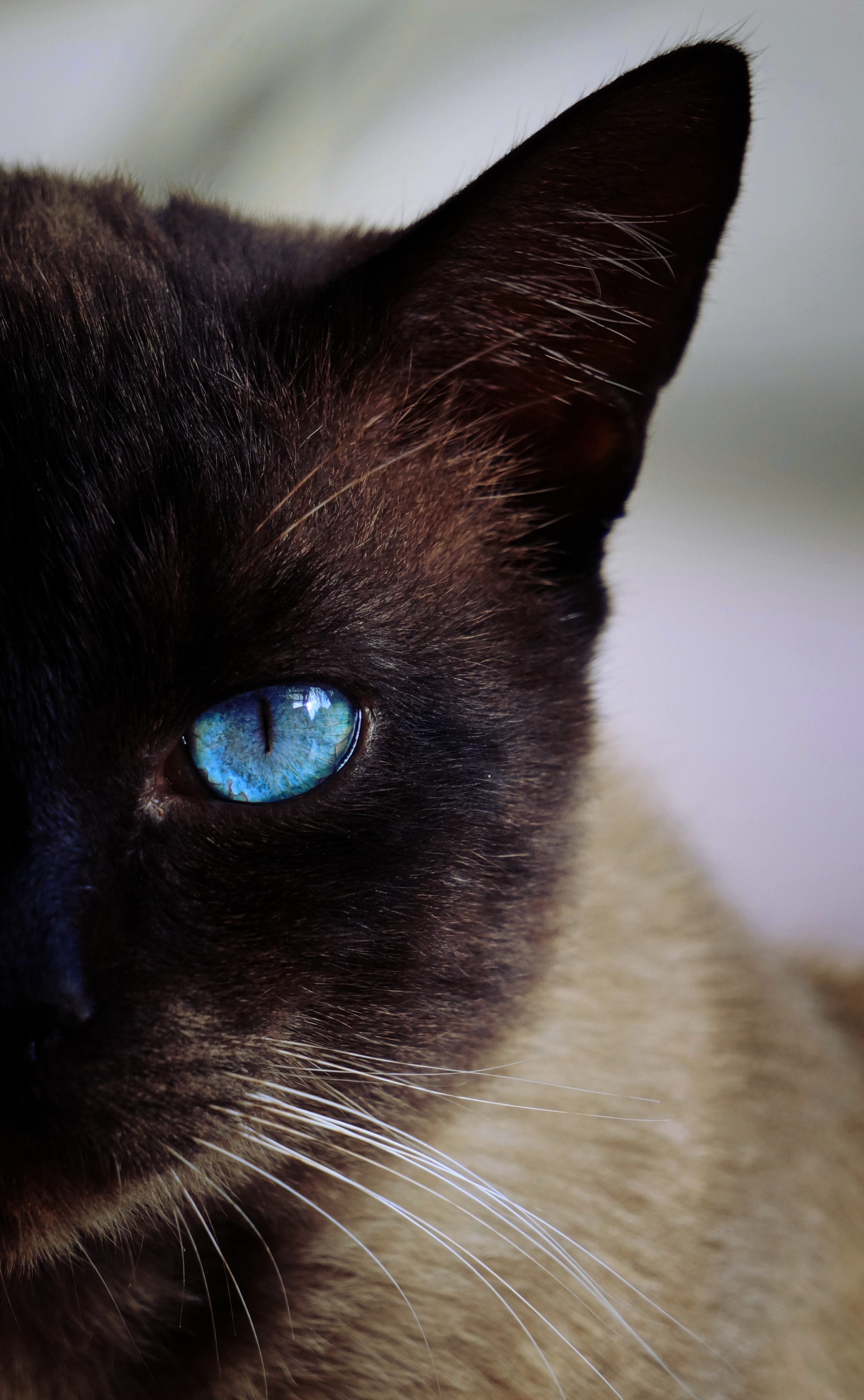Brown And Black Siamese Cat - Brown And Black Siamese , HD Wallpaper & Backgrounds