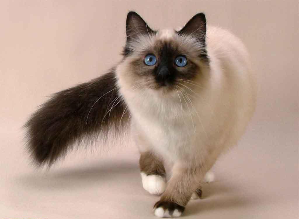 Cute Siamese Cat Wallpapers - Cute Siamese Cat , HD Wallpaper & Backgrounds