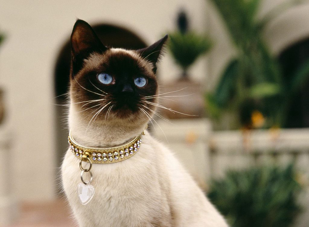 Siamese Cat Color Pets Kitten Animal Domestic Wallpaper - Siamese Cats , HD Wallpaper & Backgrounds