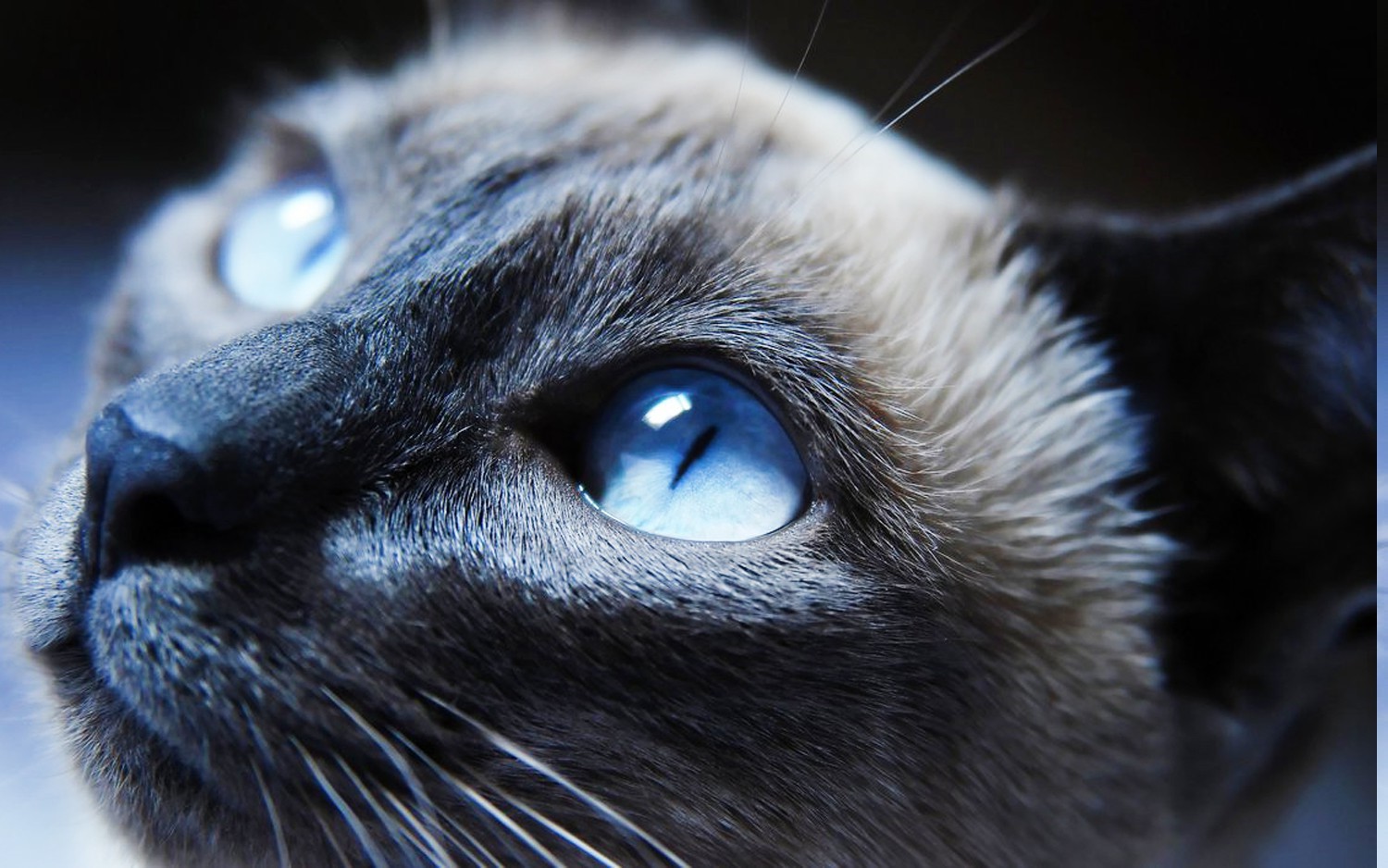 Cat Animals Siamese Cats Wallpaper And Background - Gato Preto Do Olho Azul , HD Wallpaper & Backgrounds
