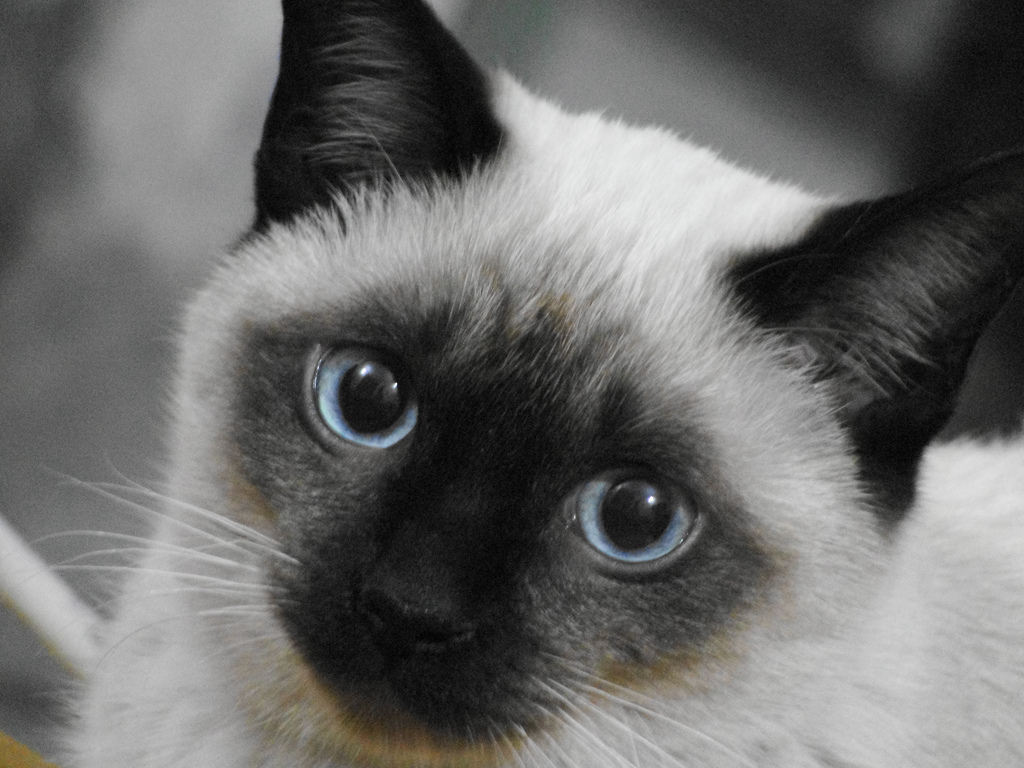 Siamese Cat Wallpaper - Siamese Cat With Round Face , HD Wallpaper & Backgrounds