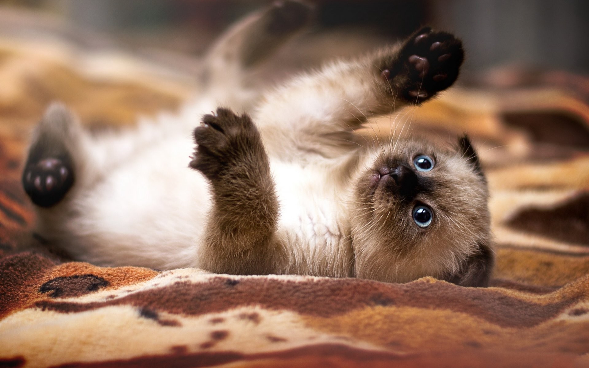 Desktop Wallpapers Siamese Cats , HD Wallpaper & Backgrounds