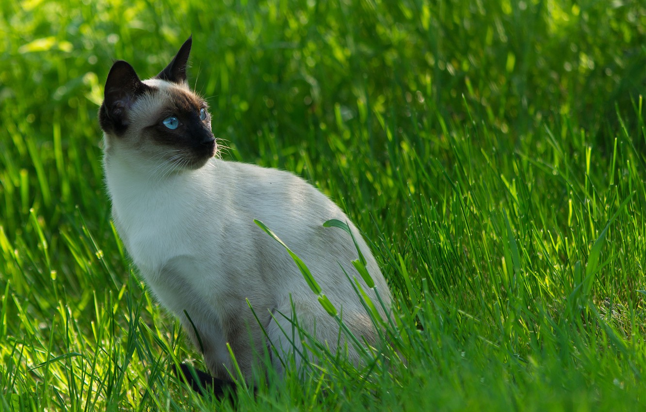Photo Wallpaper Cat, Siamese Cat, Siamese Cat - Siamese , HD Wallpaper & Backgrounds
